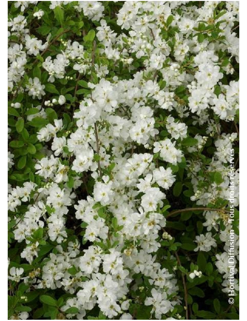 EXOCHORDA macrantha THE BRIDE