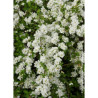 EXOCHORDA macrantha THE BRIDE