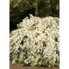 EXOCHORDA macrantha THE BRIDE