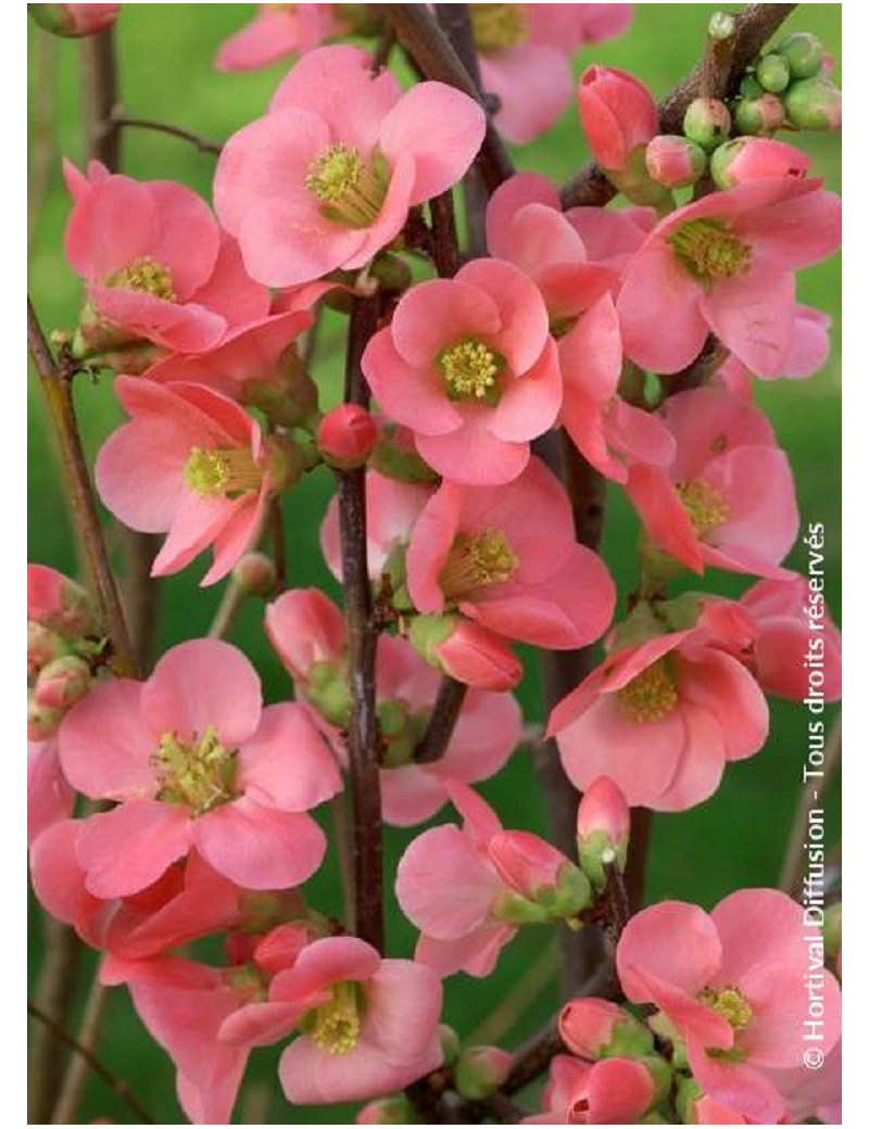 CHAENOMELES speciosa EXIMIA