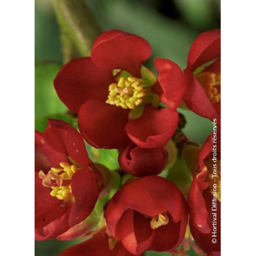 CHAENOMELES speciosa HOT FIRE