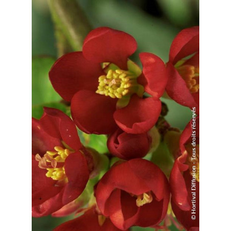 CHAENOMELES speciosa HOT FIRE