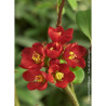 CHAENOMELES speciosa HOT FIRE