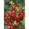 CHAENOMELES speciosa HOT FIRE