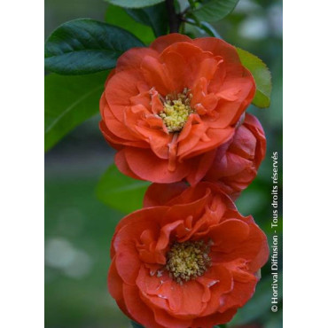 CHAENOMELES speciosa MANGO STORM