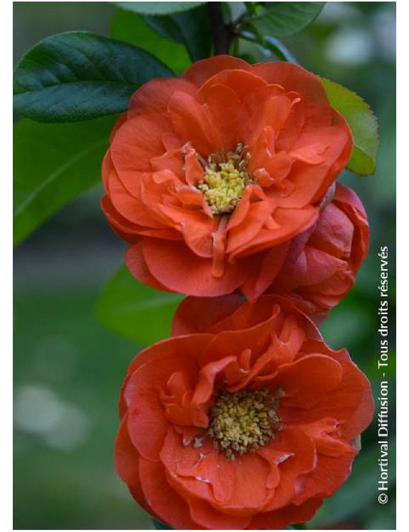 CHAENOMELES speciosa MANGO STORM