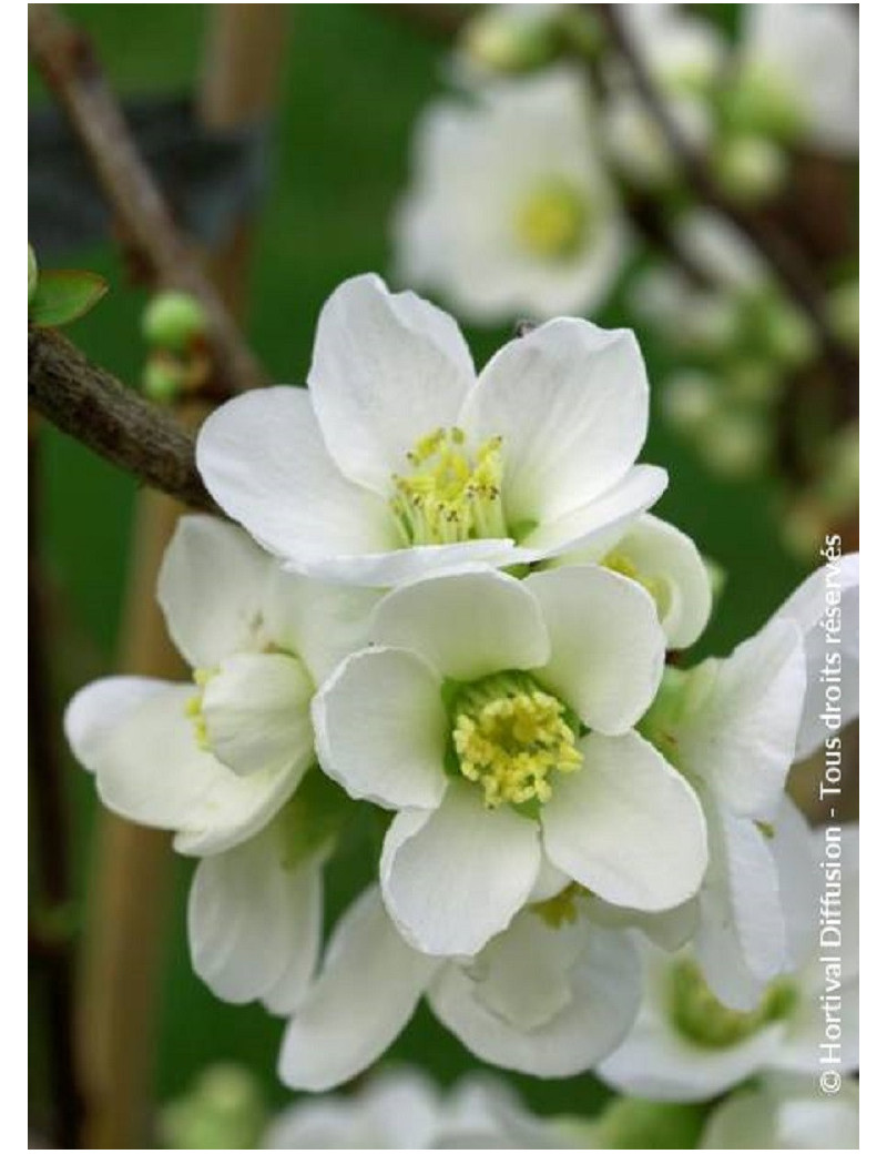 CHAENOMELES speciosa NIVALIS