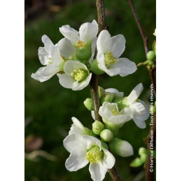 CHAENOMELES speciosa NIVALIS