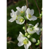 CHAENOMELES speciosa NIVALIS