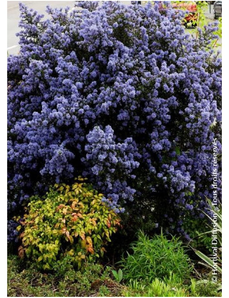 CEANOTHUS impressus PUGET BLUE