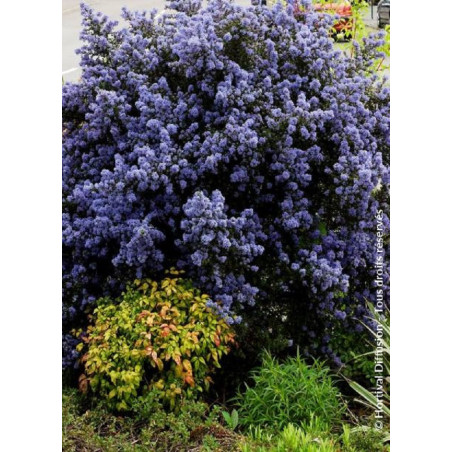 CEANOTHUS impressus PUGET BLUE