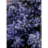 CEANOTHUS impressus PUGET BLUE