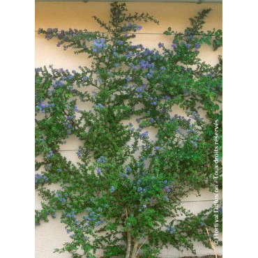 CEANOTHUS impressus PUGET BLUE