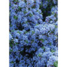 CEANOTHUS impressus PUGET BLUE