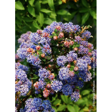 CEANOTHUS impressus PUGET BLUE