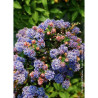 CEANOTHUS impressus PUGET BLUE