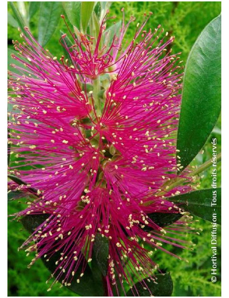 CALLISTEMON viminalis HOT PINK