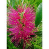 CALLISTEMON viminalis HOT PINK