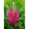 CALLISTEMON viminalis HOT PINK