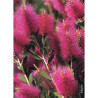 CALLISTEMON viminalis HOT PINK