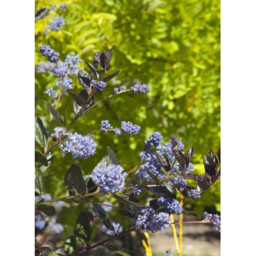 CEANOTHUS TUXEDO