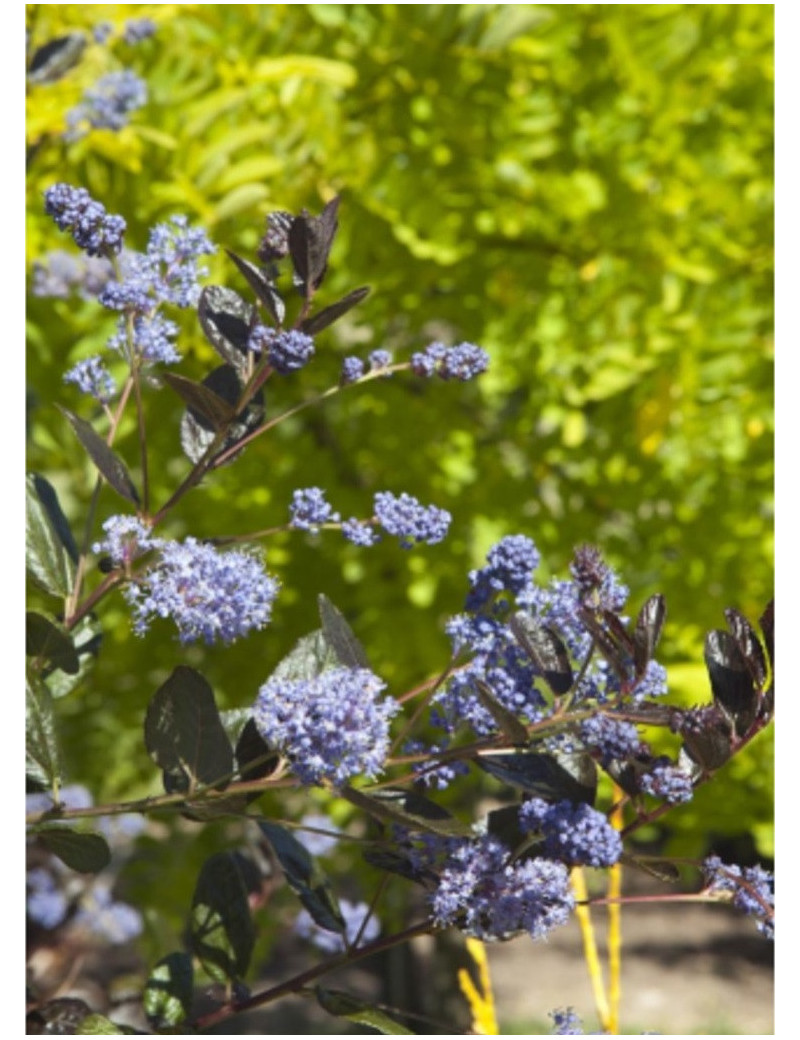 CEANOTHUS TUXEDO