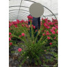 CALLISTEMON viminalis HOT PINK En pot de 15-20 litres