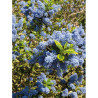 CEANOTHUS thyrsiflorus EL DORADO