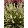 CALLUNA vulgaris BLANC