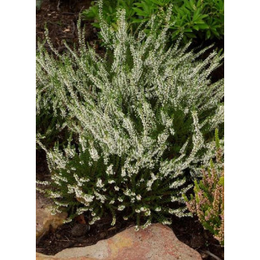 CALLUNA vulgaris BLANC