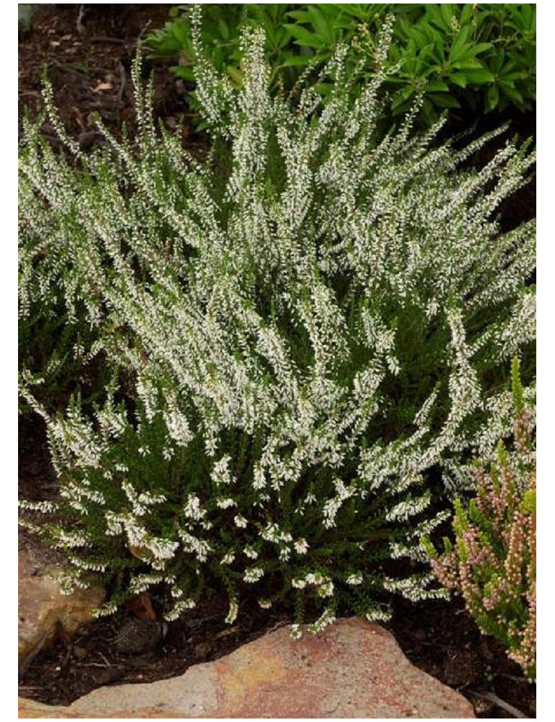 CALLUNA vulgaris BLANC