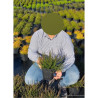 CALLUNA vulgaris BLANC En pot de 2-3 litres