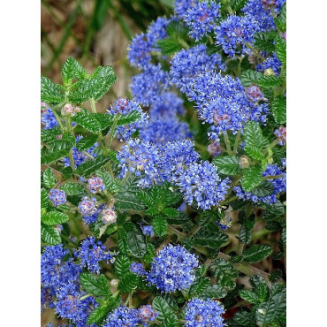 CEANOTHUS thyrsiflorus AUTUMNAL BLUE