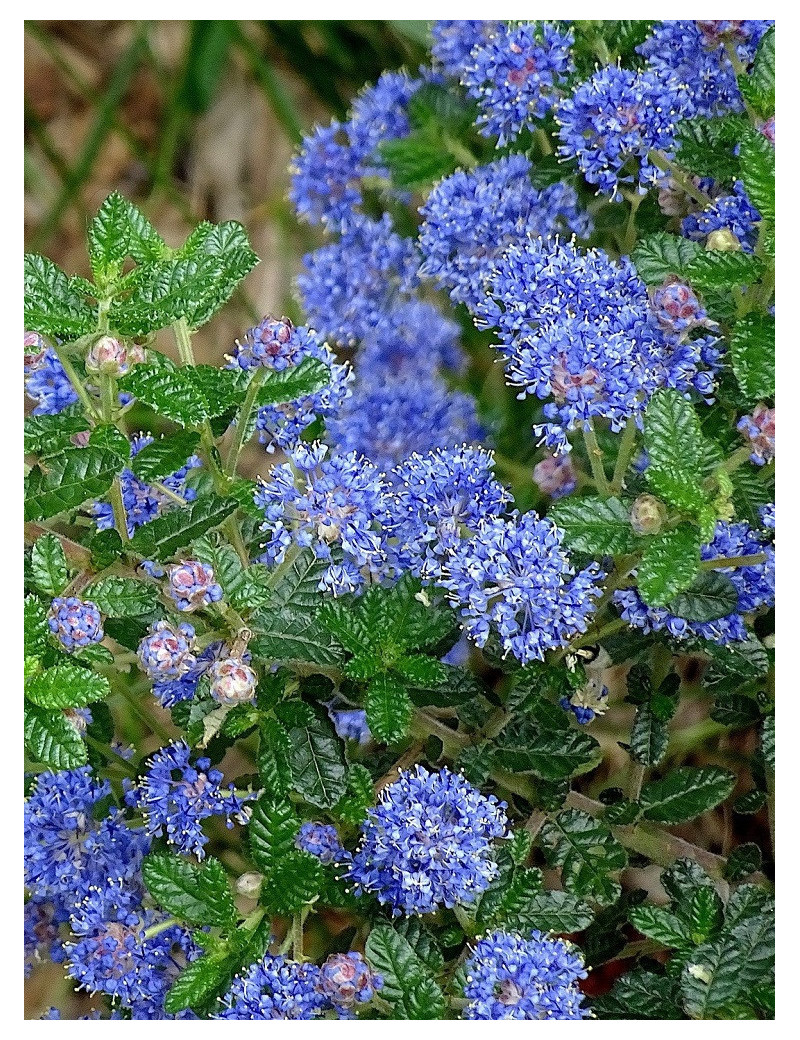 CEANOTHUS thyrsiflorus AUTUMNAL BLUE