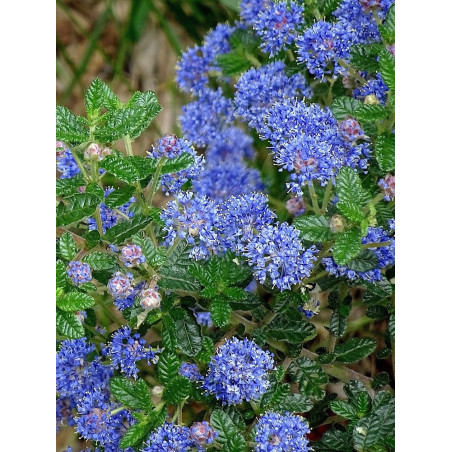 CEANOTHUS thyrsiflorus AUTUMNAL BLUE