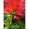 CALLISTEMON rigidus