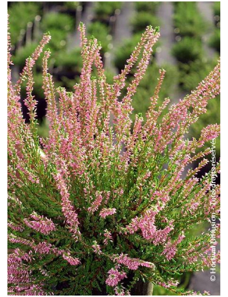 CALLUNA vulgaris ROSE