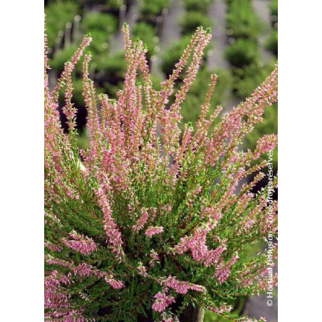 CALLUNA vulgaris ROSE