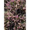 CALLUNA vulgaris ROSE