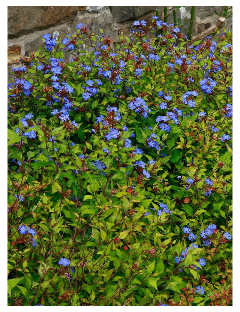 CERATOSTIGMA willmottianum