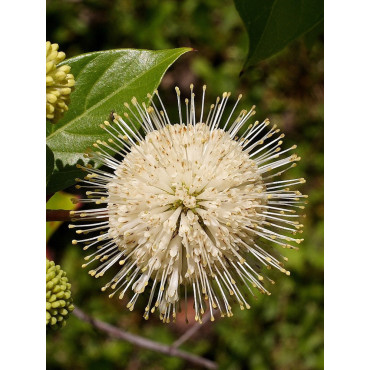 CEPHALANTHUS occidentalis