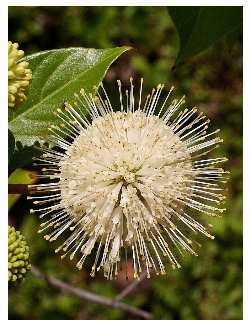 CEPHALANTHUS occidentalis