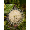 CEPHALANTHUS occidentalis