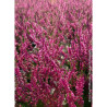 CALLUNA vulgaris ROUGE