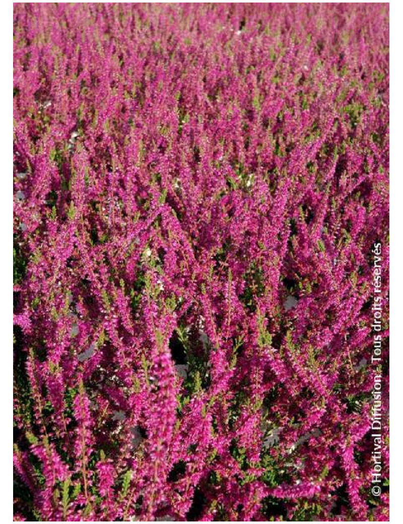 CALLUNA vulgaris ROUGE