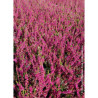 CALLUNA vulgaris ROUGE