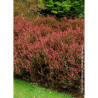 CALLUNA vulgaris ROUGE