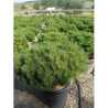 PINUS nigra PIERRICK BREGEON En pot de 25-30 litres