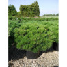 PINUS nigra PIERRICK BREGEON En pot de 25-30 litres