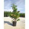 CALOCEDRUS decurrens AUREOVARIEGATA En pot de 25-30 litres